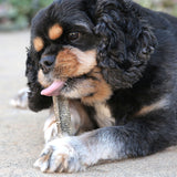 A fluffy black and tan dog with curly ears lies down, licking a Wild Eats Cod Skin Flat. Rich in Omega-3 fatty acids, it helps keep the dog focused and relaxed against a blurred, neutral-toned background.