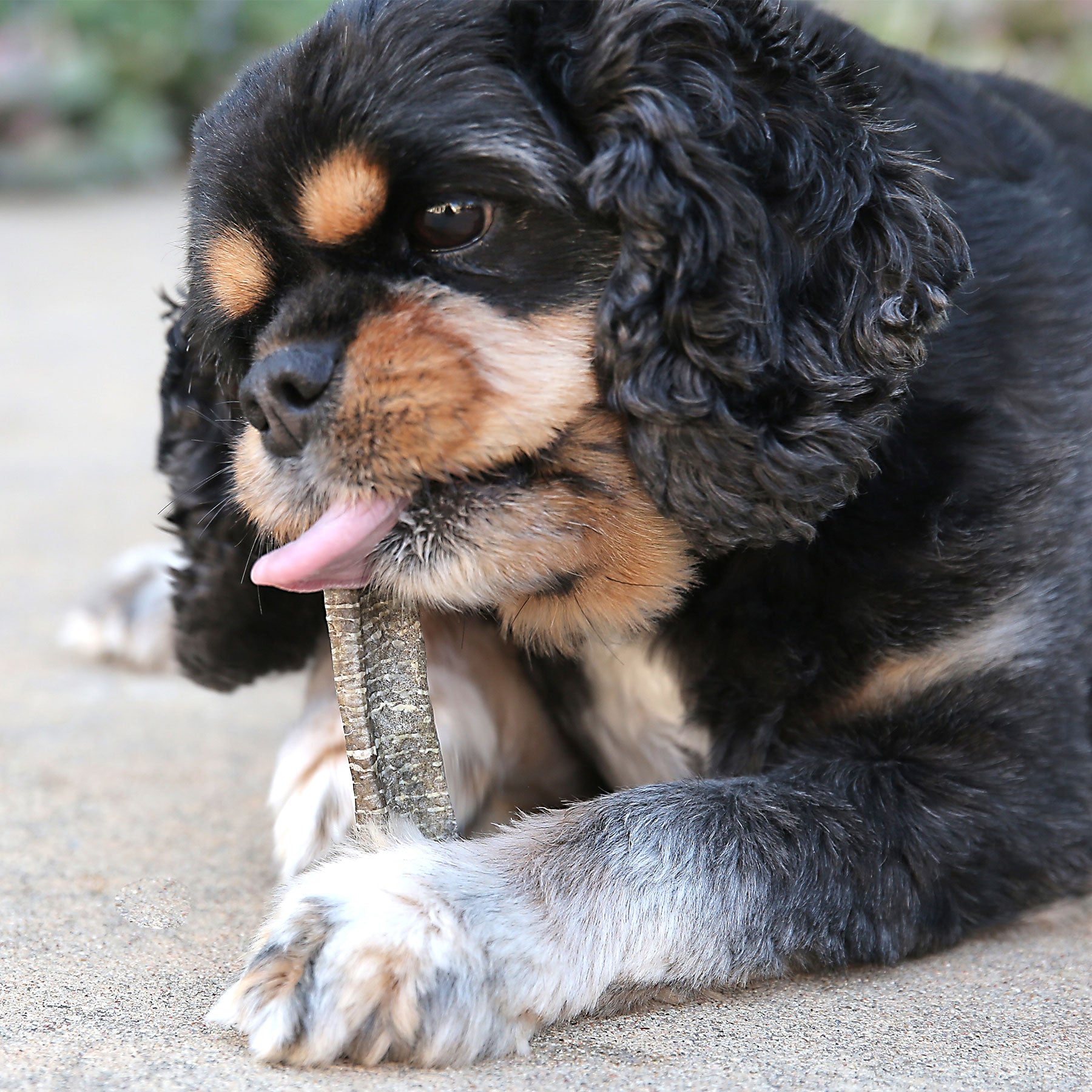 A fluffy black and tan dog with curly ears lies down, licking a Wild Eats Cod Skin Flat. Rich in Omega-3 fatty acids, it helps keep the dog focused and relaxed against a blurred, neutral-toned background.