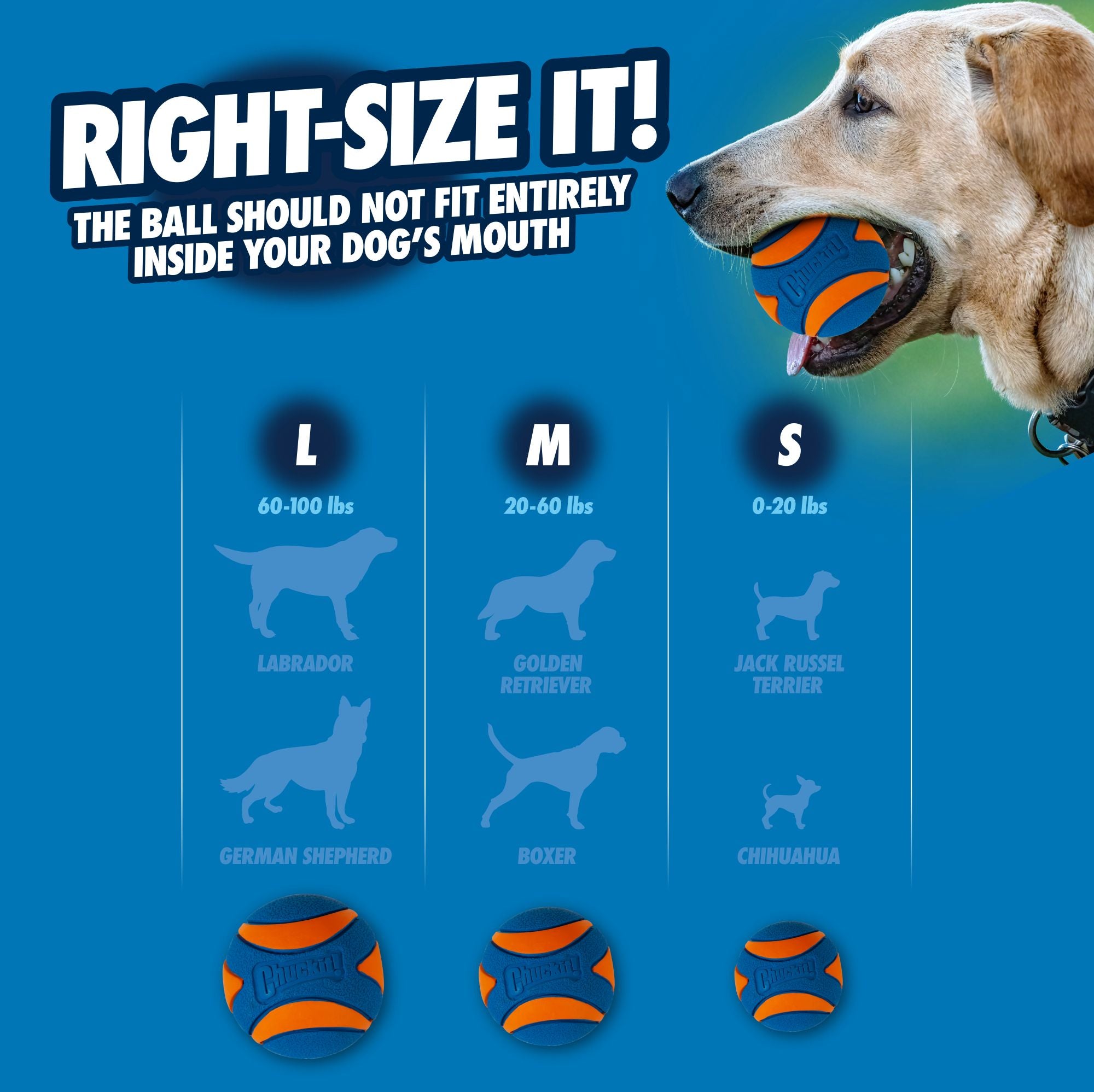 A dog holds the orange and blue Chuckit! Fetch Medley Gen 3 ball. Text: Right-Size It! The ball shouldnt fit entirely in your dogs mouth. Below, a size chart for Chuckit fetch balls shows sizes L (60-100 lbs), M (20-60 lbs), and S (0-20 lbs) with breed illustrations.