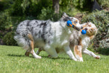 Two dogs happily run on green grass, each holding an end of a Chuckit! Crunch Duo Tug Dog Toy. Blurred greenery and sunlight filter through trees in the background.