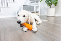 A golden retriever puppy contentedly chews on a Hyper Pet Hyper Bonz Crunch Drumstick, an orange and durable dog toy with a turkey scent, while lying on a wooden floor. In the background, a white storage unit and a large green plant in a white pot complete the cozy scene.