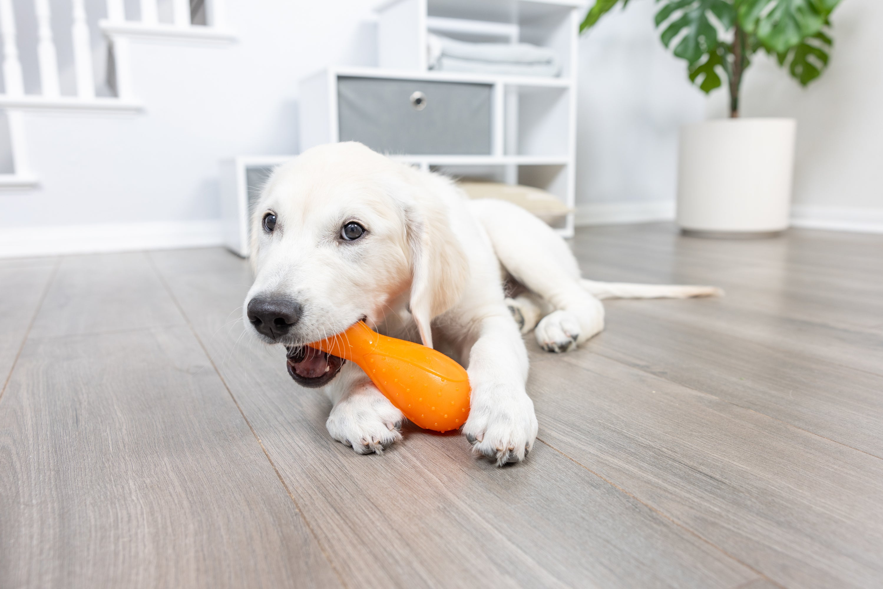 A golden retriever puppy contentedly chews on a Hyper Pet Hyper Bonz Crunch Drumstick, an orange and durable dog toy with a turkey scent, while lying on a wooden floor. In the background, a white storage unit and a large green plant in a white pot complete the cozy scene.