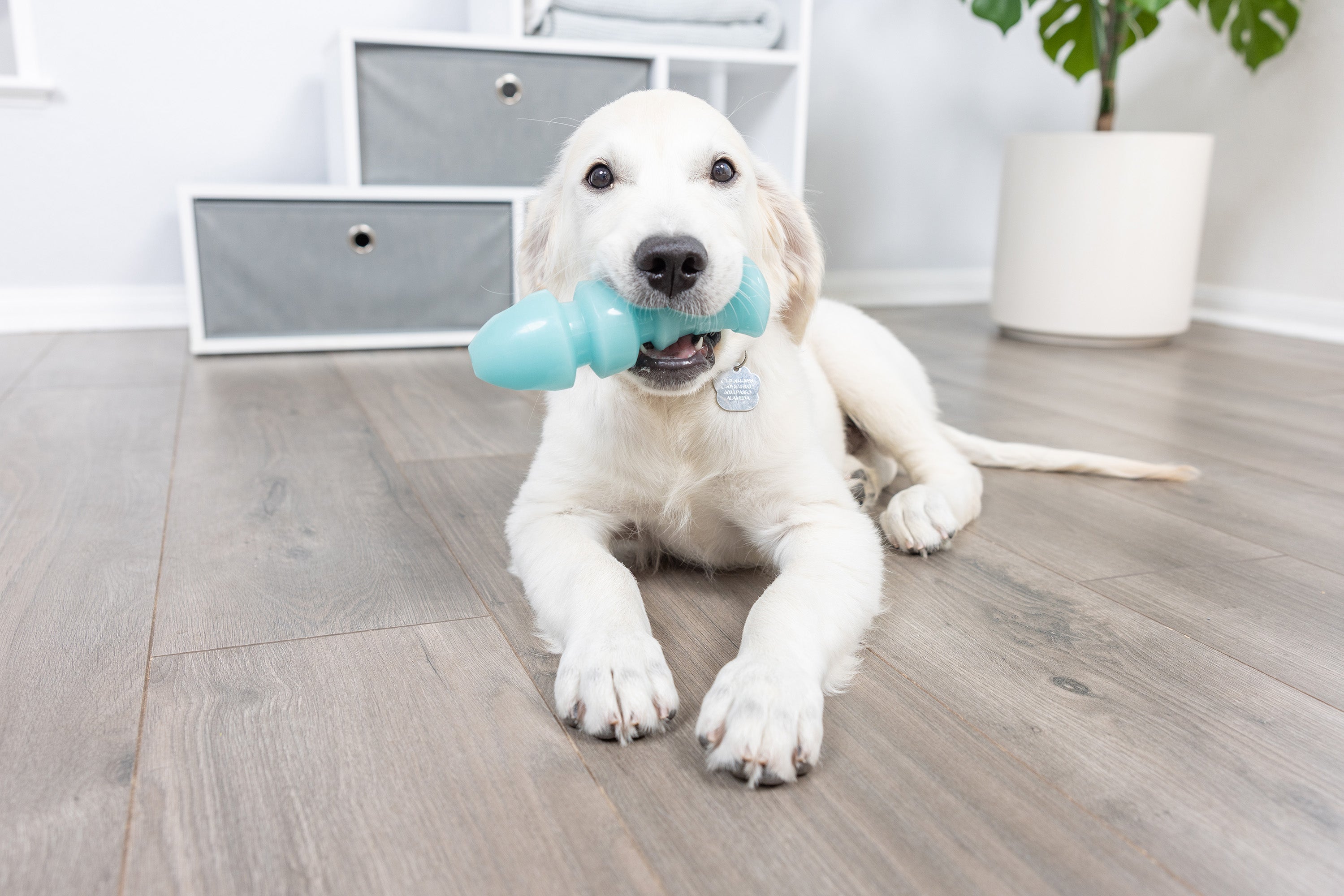 A golden retriever puppy happily chews on a Hyper Pet Hyper Bonz Glow Treat Fish toy while lying on a wooden floor. Sleek white storage units and a potted plant create the perfect setting for playful moments with this durable Hyperpet toy.