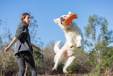A woman tosses the Chuckit! Ultra Flying Squirrel Outdoor Dog Fetch Toy in the air towards a large white dog. The dog is jumping in the air to catch the toy. 