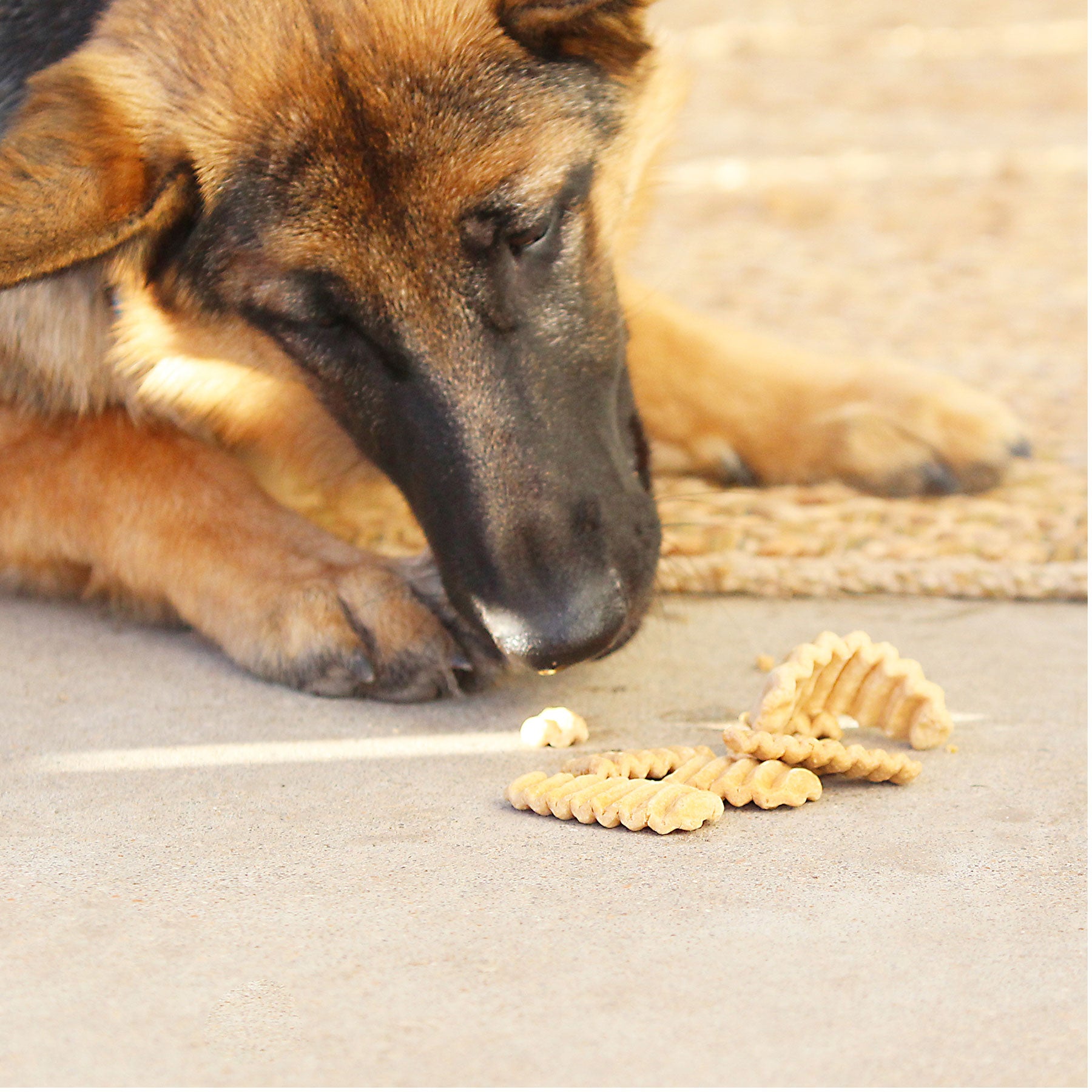 A German Shepherd puppy relaxes on a woven mat, eyes fixed on pasta pieces scattered on the concrete. Sunlight gently highlights its fur as it dreams of savoring Wild Eats Sweet Potato Treats, an ideal low-calorie snack rich in dietary fiber for its diet.