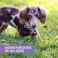 A small dappled dog, its coat gleaming from Wild Eats Collagen + Duck Treats, chews a stick in a grassy area. The image includes the text Good for dogs of all sizes in a purple box.