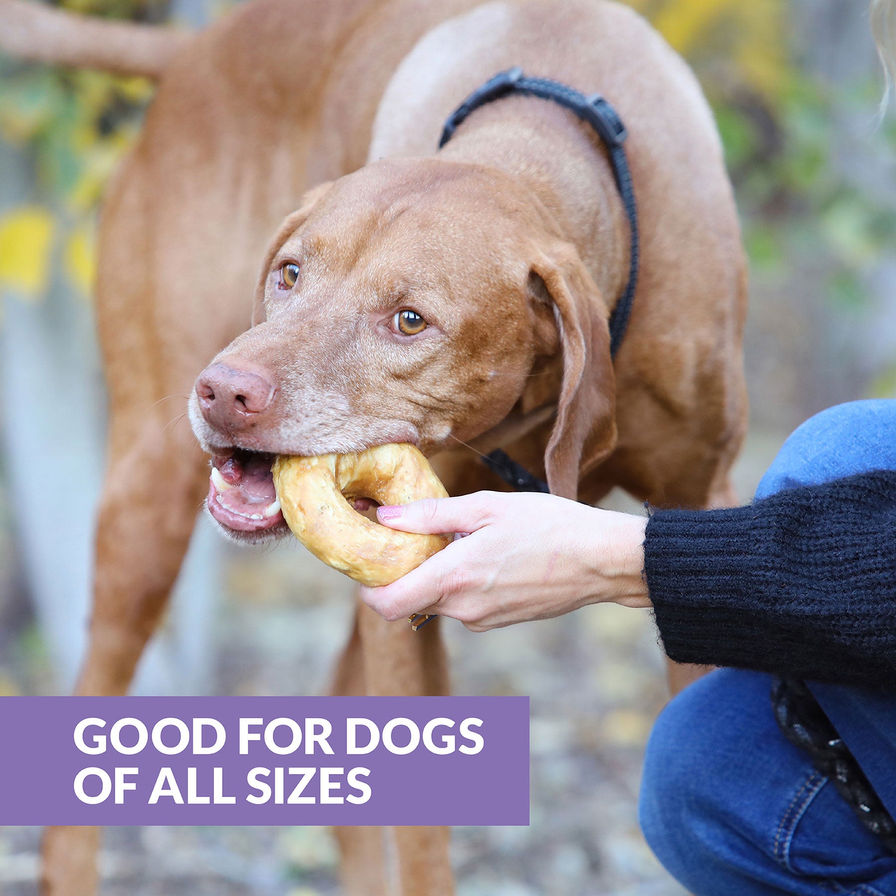 Wild Eats Collagen Bagel Duck Flavored Dog Treats Petmate