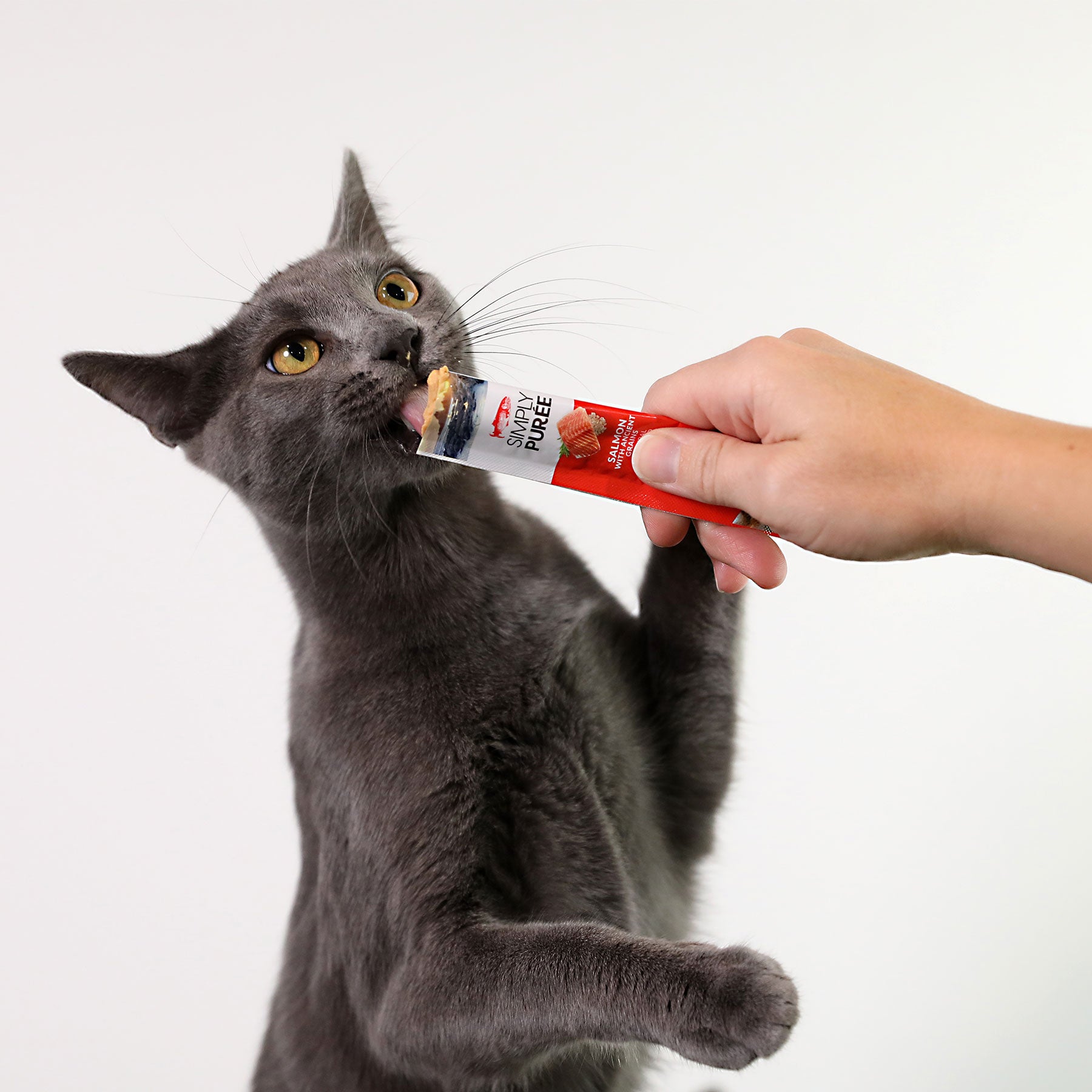 A gray cat eagerly licks a Wild Eats Simply Puree Salmon Cat Treat from a red and white pouch in someones hand. The plain light background highlights the cats excited expression as it enjoys the Omega-3-rich treat.