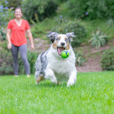 A joyful multicolored dog runs on green grass, proudly holding a Chuckit! Peanut Butter Sniff Fetch Ball. In the background, a person in a red shirt and gray leggings watches in a garden setting as the durable, high-bouncing natural rubber ball soars through the air.