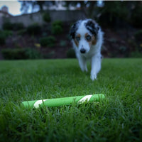 A multi-colored dog focuses intently on a neon green Chuckit Max Glow Ultra Fetch Stick lying on the grass, with blurred trees and a fence in the background, creating an ideal outdoor setting for fetch.