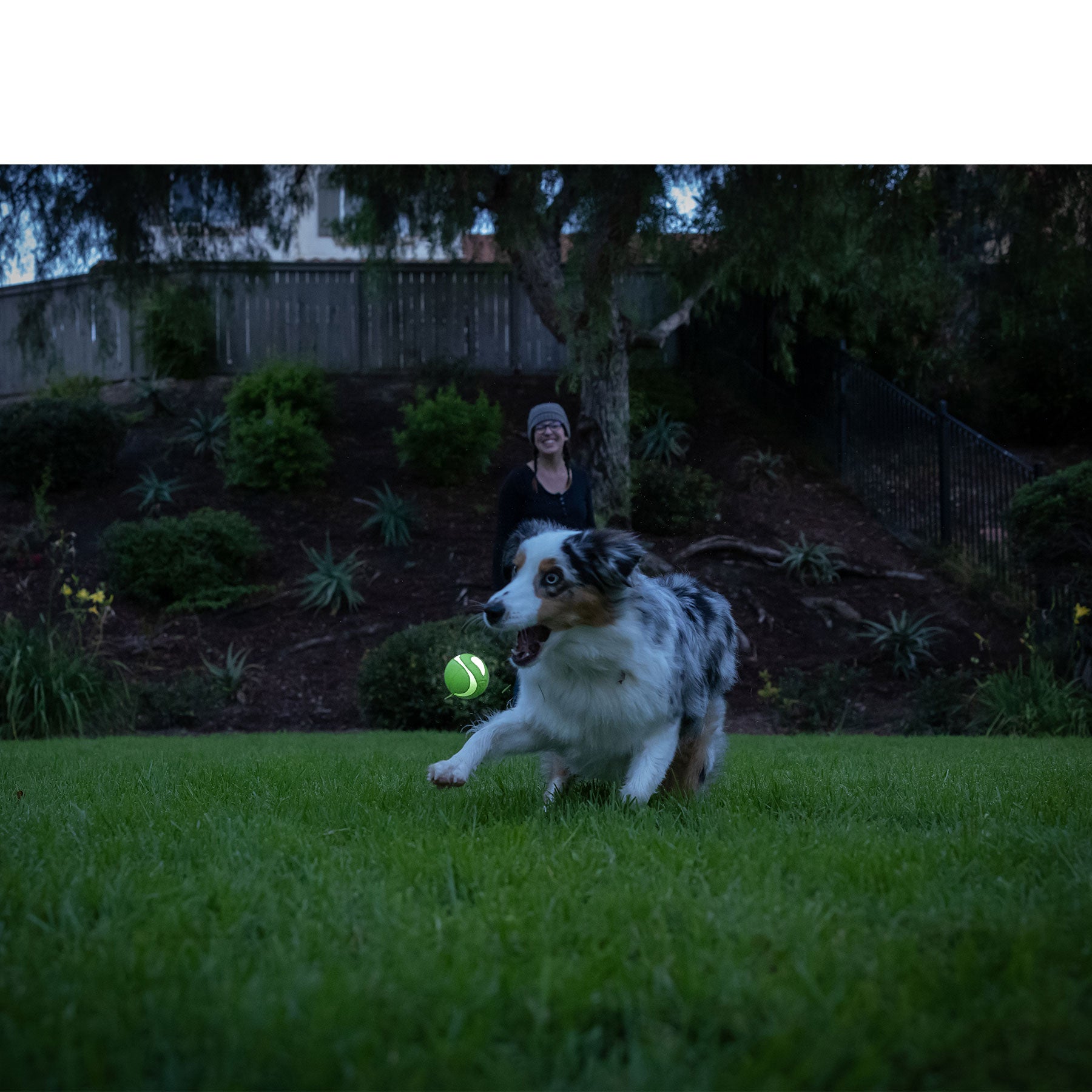 Chuckit! Max Glow Ultra Squeaker Ball - Petmate