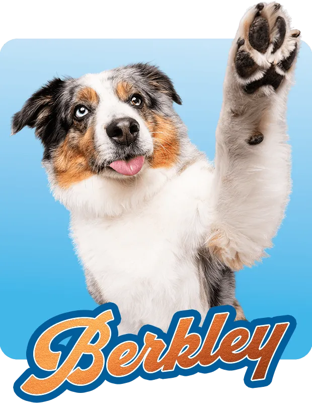 Berkley Hover