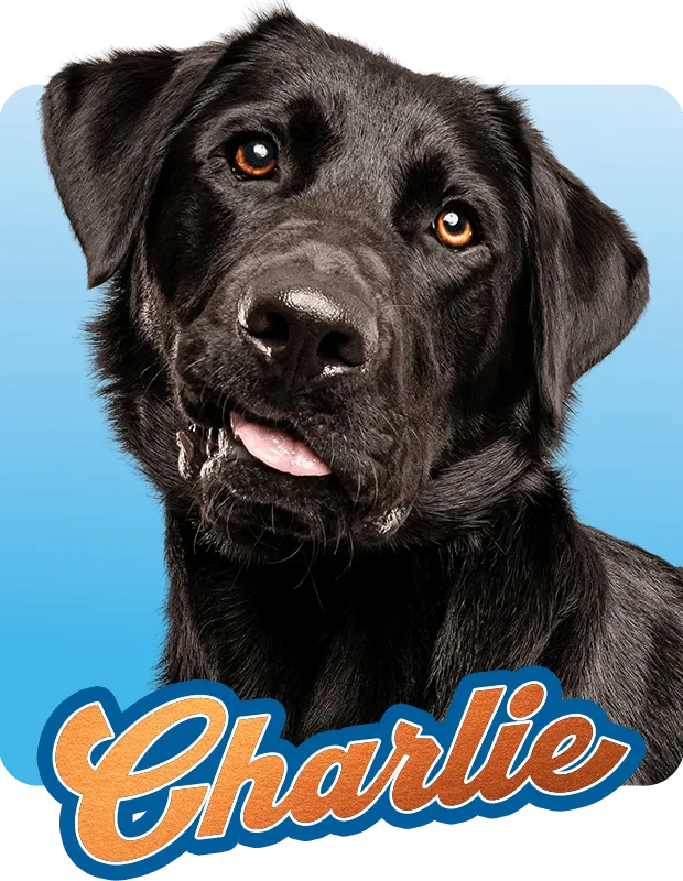Charlie Hover