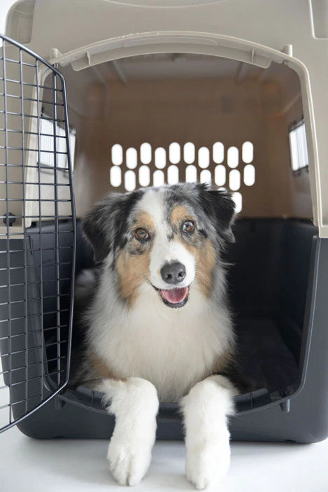 Petmate 2024 collapsible kennel