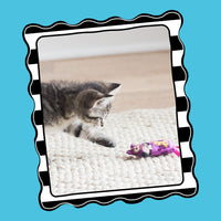 A small tabby kitten plays on a textured white rug with a colorful FAT CAT Classic Appeteasers Cat Toy by Fatcat. A black and white striped border frames the image, set against a turquoise background, suggesting airborne fun.