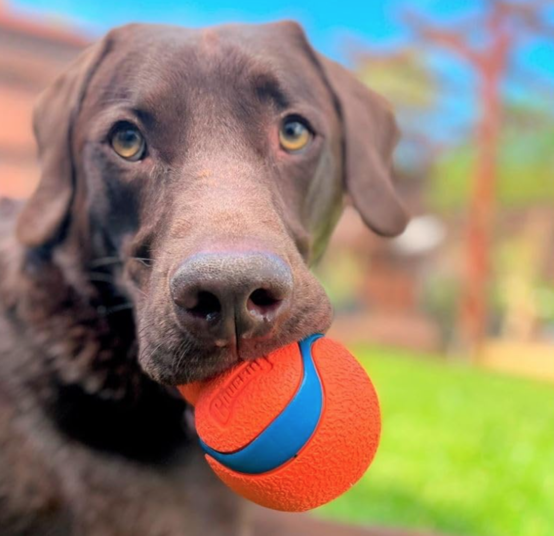 A brown dog with golden eyes grips a Chuckit! Ultra Tumbler Dog Fetch Toy in its mouth. The background is a blurred outdoor scene featuring green grass and trees, ideal for fetch with this durable rubber toy by Chuckit.