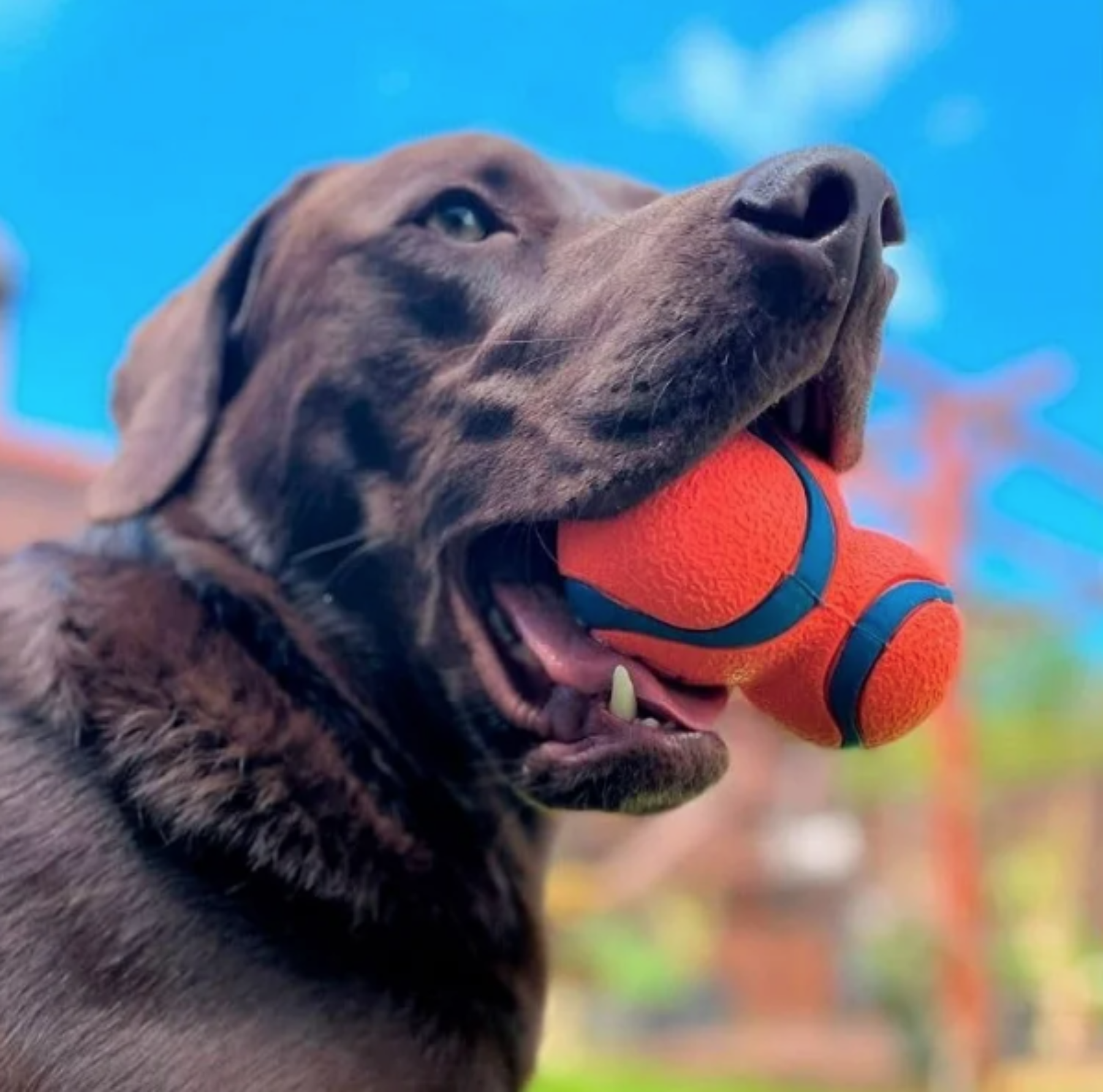 A chocolate lab joyfully holds a Chuckit! Ultra Tumbler Fetch Toy by Chuckit in its mouth while standing outdoors beneath a bright blue sky. This durable rubber ball promises endless playtime fun against a blurred background.