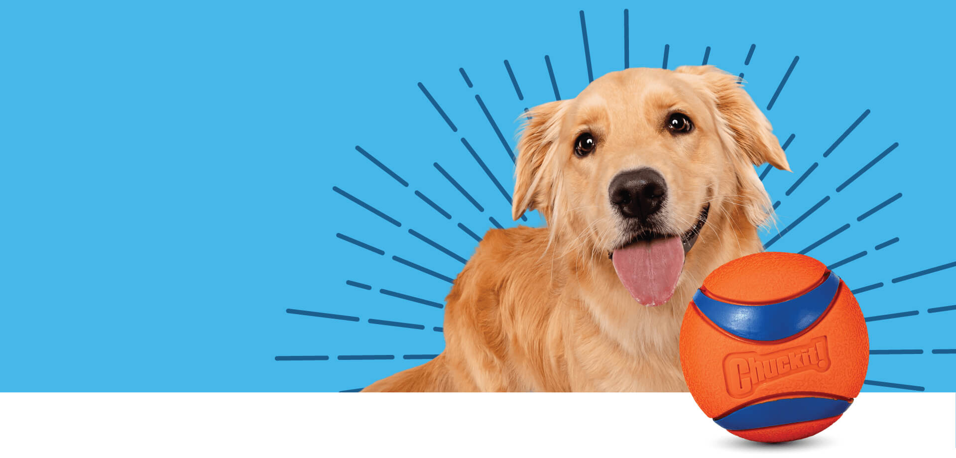 Golden Retriever with Ball