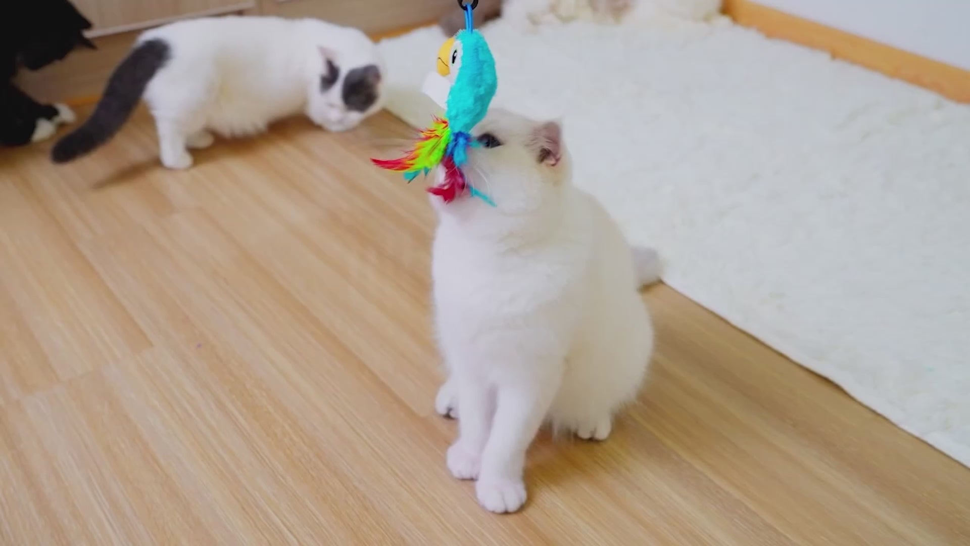 Quirky Kitty® Tropical Toucan Retractable Wand | Petmate