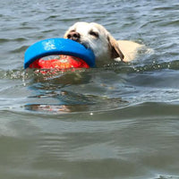 A Labrador retriever swims, gripping a durable Chuckit! Fetch Wheel Dog Toy. The blue and red toy rests securely in its mouth as gentle ripples form around the focused pup.