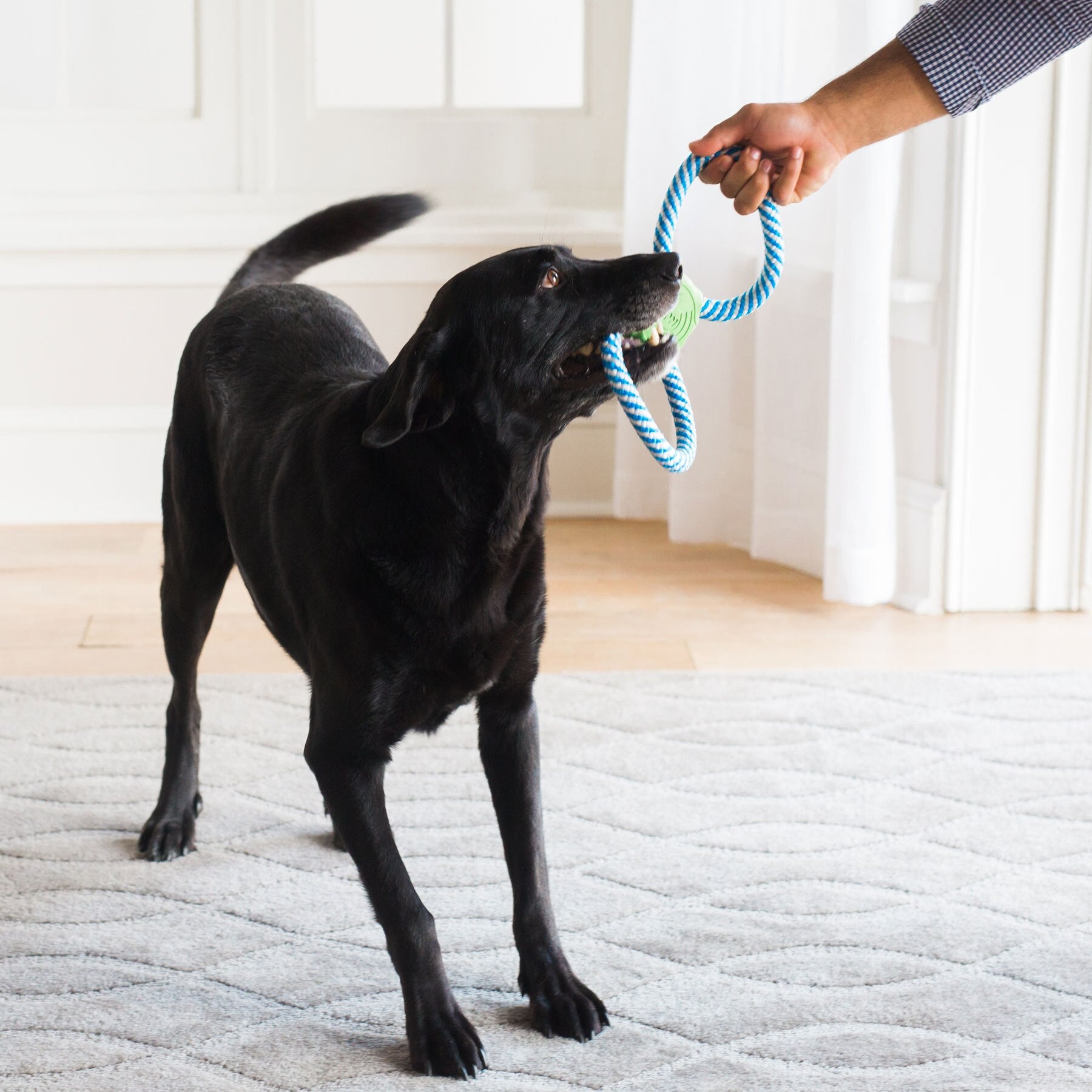 A black dog joyfully pulls on the JW Giggle Tug Dog Toy, held by a persons hand. Standing on a light gray carpet in the bright room, its tail wags excitedly, filling the space with cheerful giggles of playful dog fun from the Jw toy.