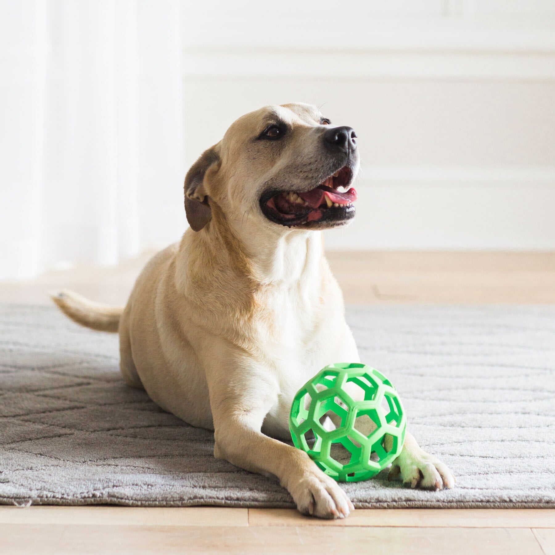 A tan dog lies on a gray rug, grinning cheerfully with its paws on a versatile JW Hol-ee Roller Dog Toy by Jw, made from natural rubber. A softly lit background creates a warm and cozy atmosphere.