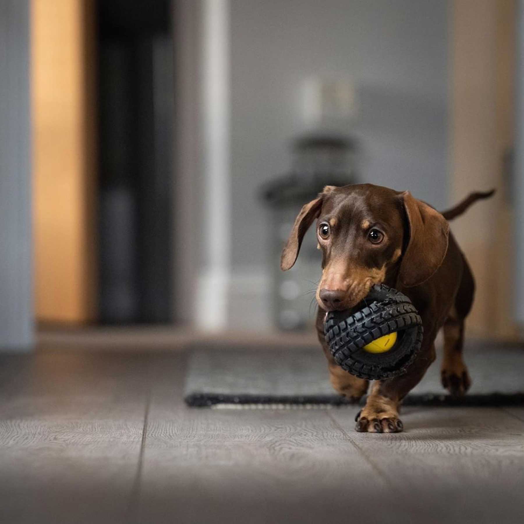 Pet Qwerks Animal Sounds X-Tire Ball