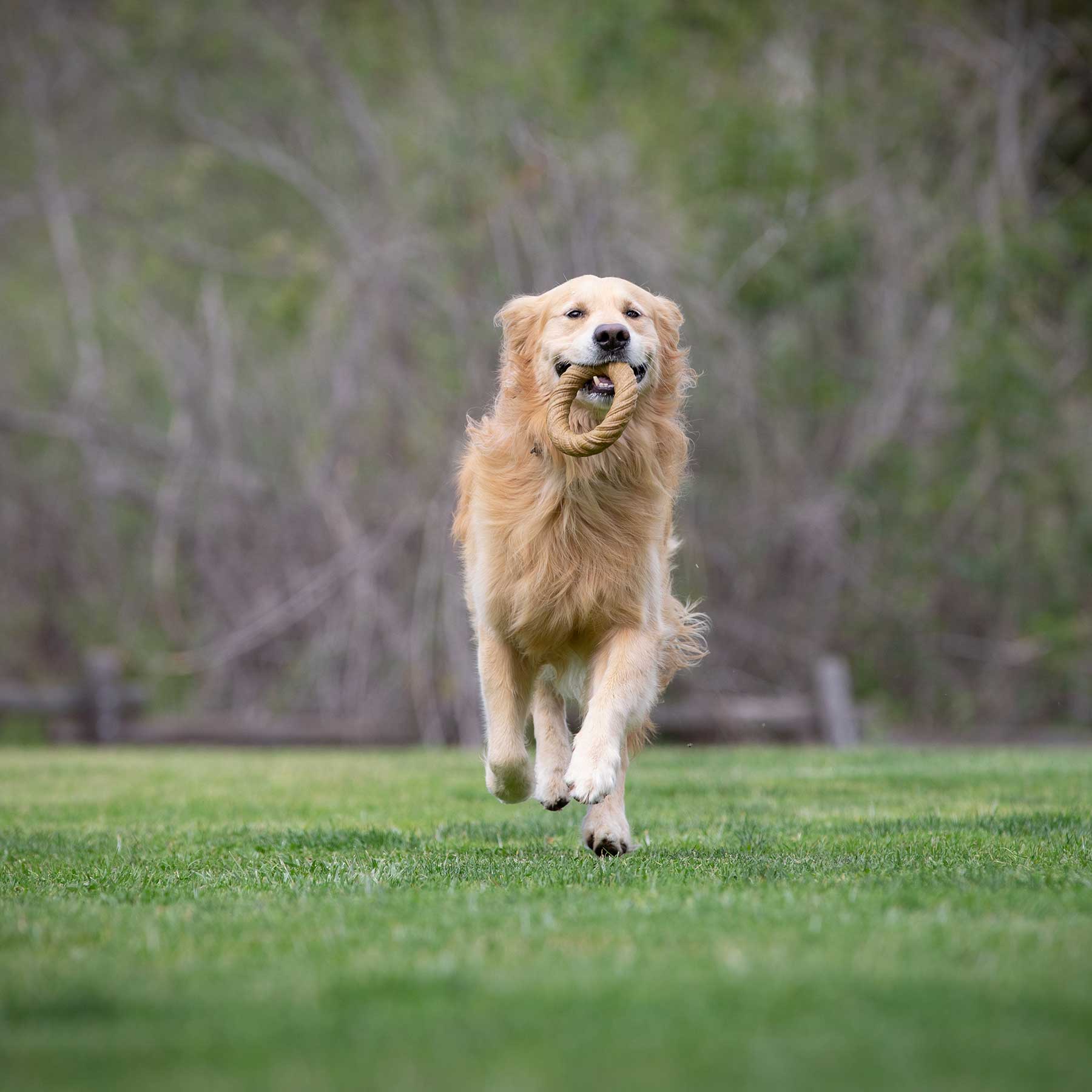 A Golden Retriever joyfully runs on grass with a tennis ball, surrounded by blurred greenery, dreaming of the BarkBone Natural Instincts Peanut Butter Infused Nylon Chew Ring.