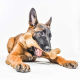 A playful brown and black dog is lying down with a BarkBone Natural Instincts Dinosaur Chew in its mouth, enjoying the peanut butter flavor. Its ears are perked up, looking happy and engaged against the plain white background.
