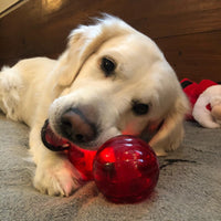 A golden retriever plays indoors, joyfully chewing on a Pet Qwerks Blinky Babble Ball by Petqwerks, made with high-impact ABS construction. The dogs head is tilted, and a wooden wall serves as the background while it lies on a carpet.