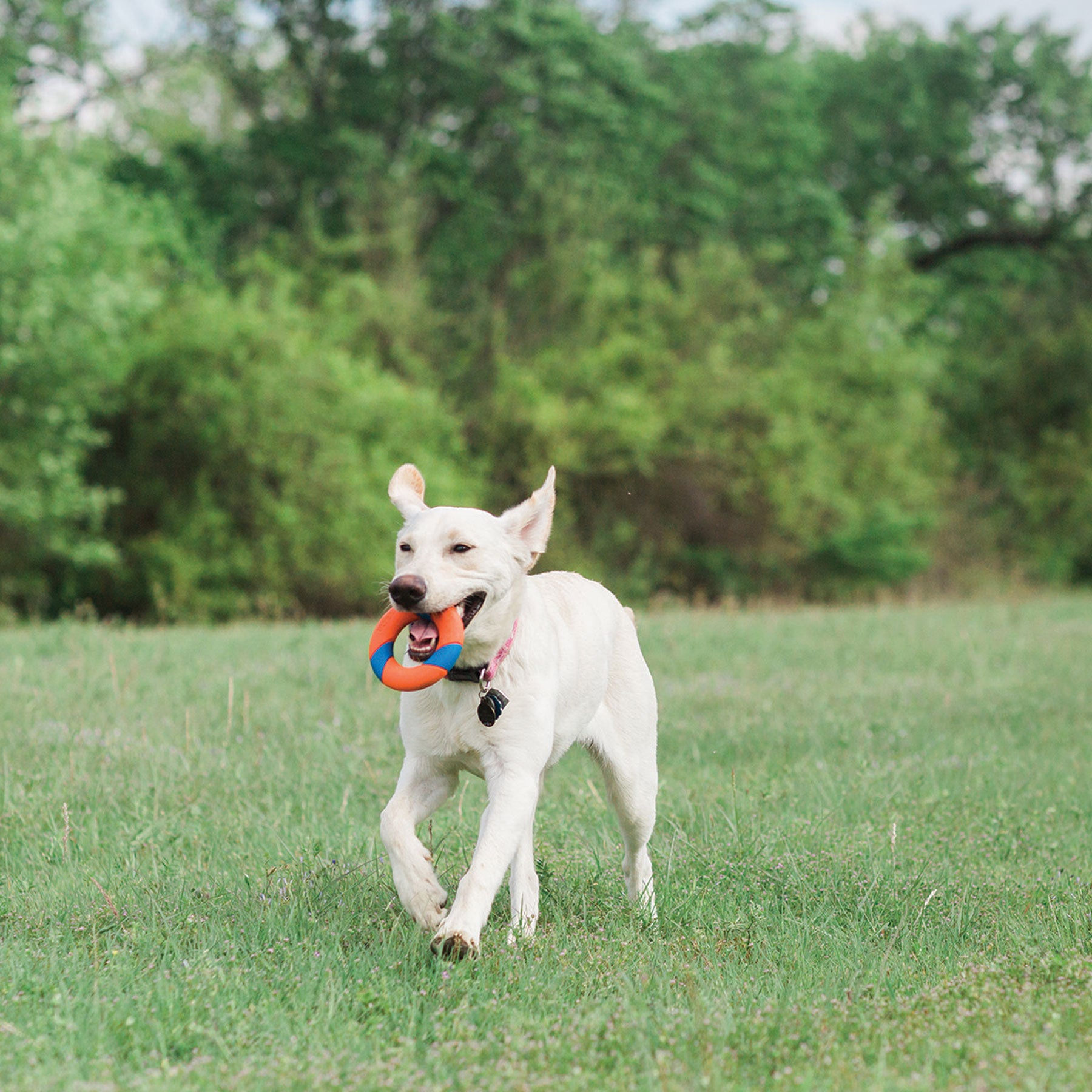 A white dog joyfully runs through a grassy field, clutching a Chuckit UltraRing Dog Fetch Toy in its mouth. Lush green trees and a clear sky form the backdrop. The energetic pup wears a collar with tags, clearly loving every moment with its favorite fetch toy from Chuckit.