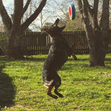 In a sunny backyard, a dog leaps mid-air to catch a Chuckit Fetch Wheel Dog Toy, renowned for its durability. Trees and a wooden fence form the backdrop as the red, blue, and white frisbee sails through the air.