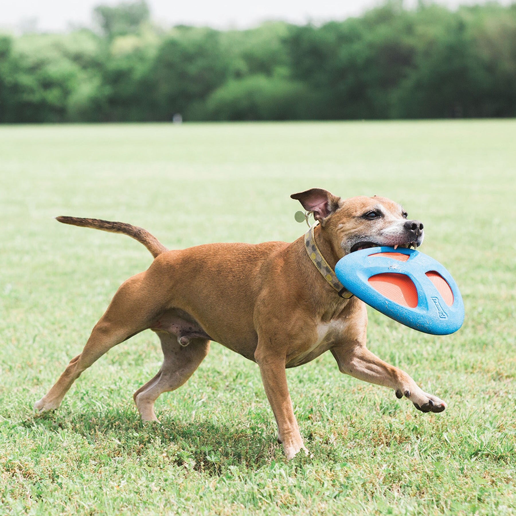 A brown dog joyfully dashes through a grassy field, Chuckit Fetch Flight by Chuckit! in its mouth, while lush green trees blur along the horizon, enhancing the playful scene with this flexible flyer dog toy.