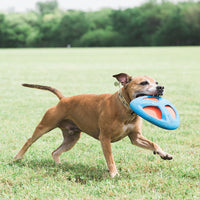 A brown dog joyfully dashes through a grassy field, Chuckit Fetch Flight by Chuckit! in its mouth, while lush green trees blur along the horizon, enhancing the playful scene with this flexible flyer dog toy.