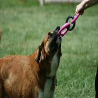 In a grassy field, a brown and white dog eagerly plays tug-of-war with a person using the durable JW Invincible Chains Dog Toy by Jw.