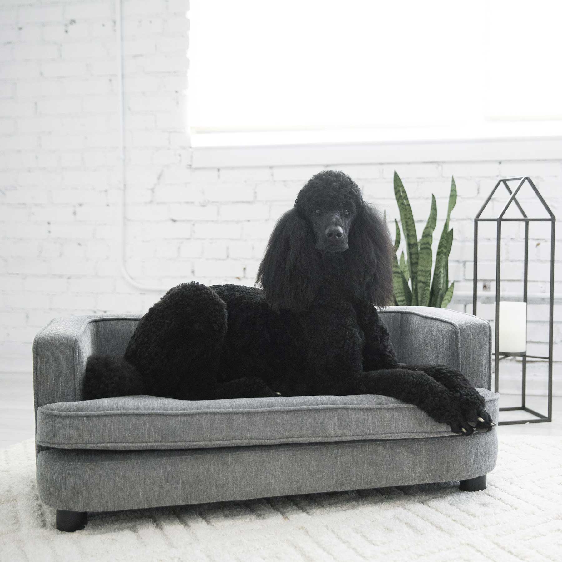 A large black poodle rests elegantly on a La-Z-Boy Bartlett Sofa Dog Bed in a bright room with white brick walls. A tall houseplant and a lantern with a candle enhance the clean, minimalist decor crafted from furniture-grade materials.
