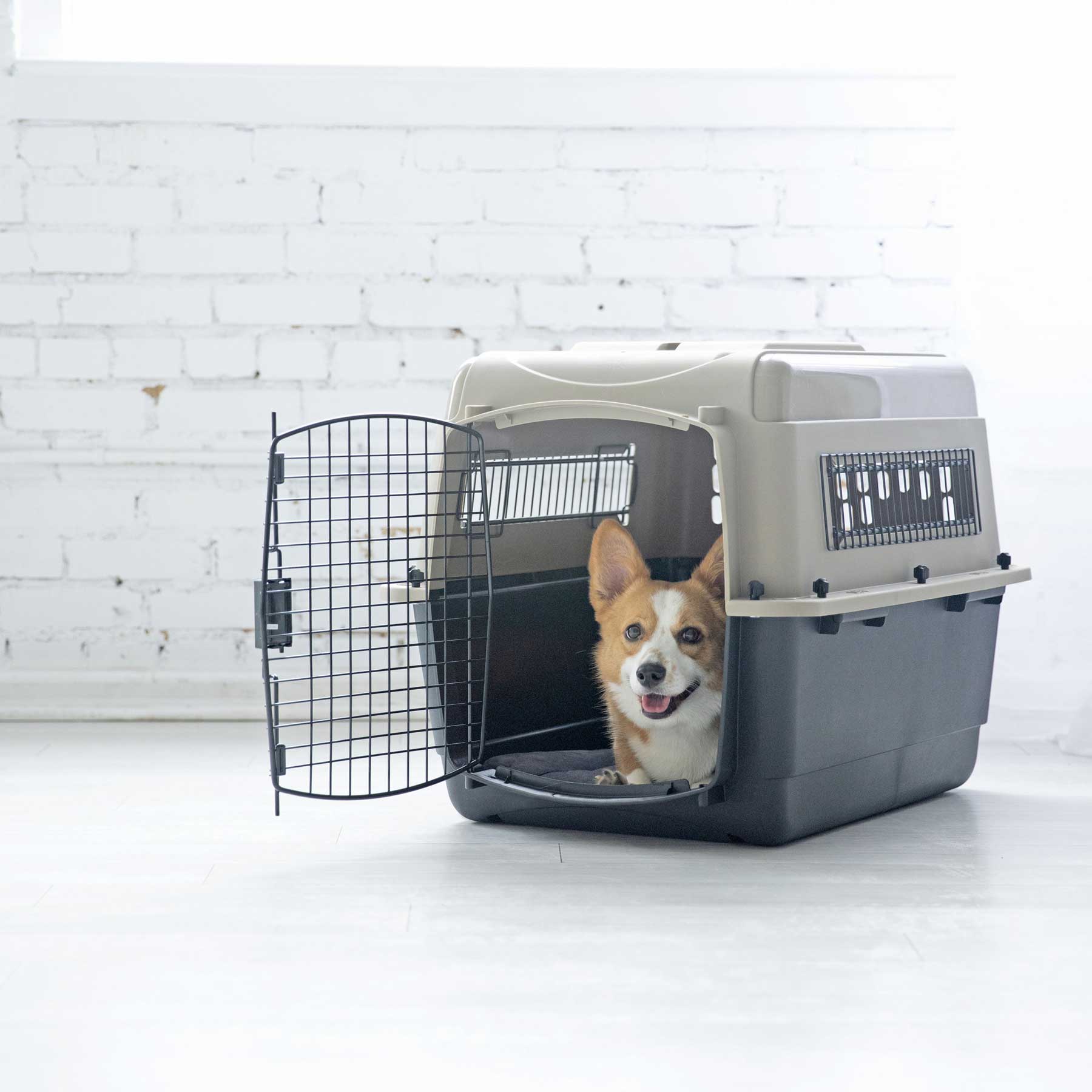 A cheerful corgi sits inside a gray and black Petmate Ultra Vari Kennel on a white floor. The kennel has a metal grid door and is set against a softly lit white brick wall, meeting all airline pet travel requirements.