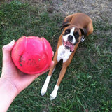 A jovial brown and white dog with its tongue out lies on the grass, eagerly watching someone holding a JW iSqueak Bouncin Baseball by Jw. This durable toy, made of heavy-duty rubber and featuring Safe-Squeaker Technology, promises endless fun.