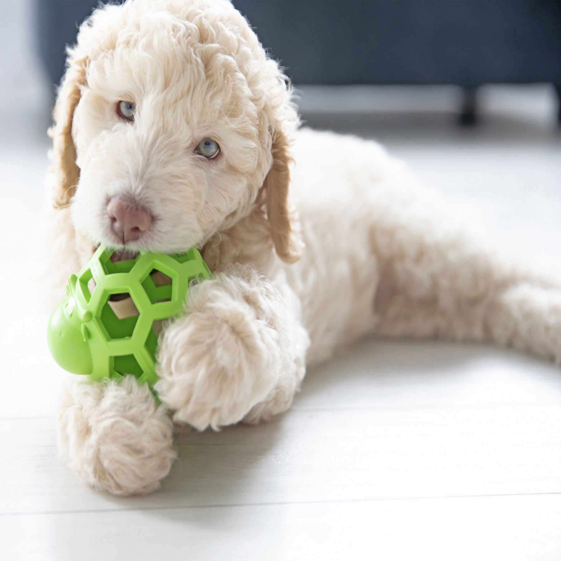 A fluffy, cream-colored puppy with curly fur and light eyes curiously chews on a green JW Hol-ee Cow Dog Toy by JW while lying on a light floor, with a dark piece of furniture partially visible in the background, capturing the charm of small dogs at play.