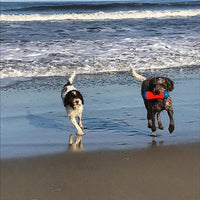 On a picturesque beach, two dogs frolic by the ocean. One holds a Chuckit Amphibious Tumble Bumper from Chuckit! in its mouth as they race along the waters edge, waves crashing gently and sunlight shimmering on the wet sand.