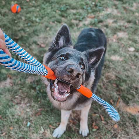 A playful black and gray dog eagerly bites a Chuckit! Mountain Rope Tug by Chuckit, looking up. On the grass with a ball behind, its clear that pet exercise is more fun with this durable toy.