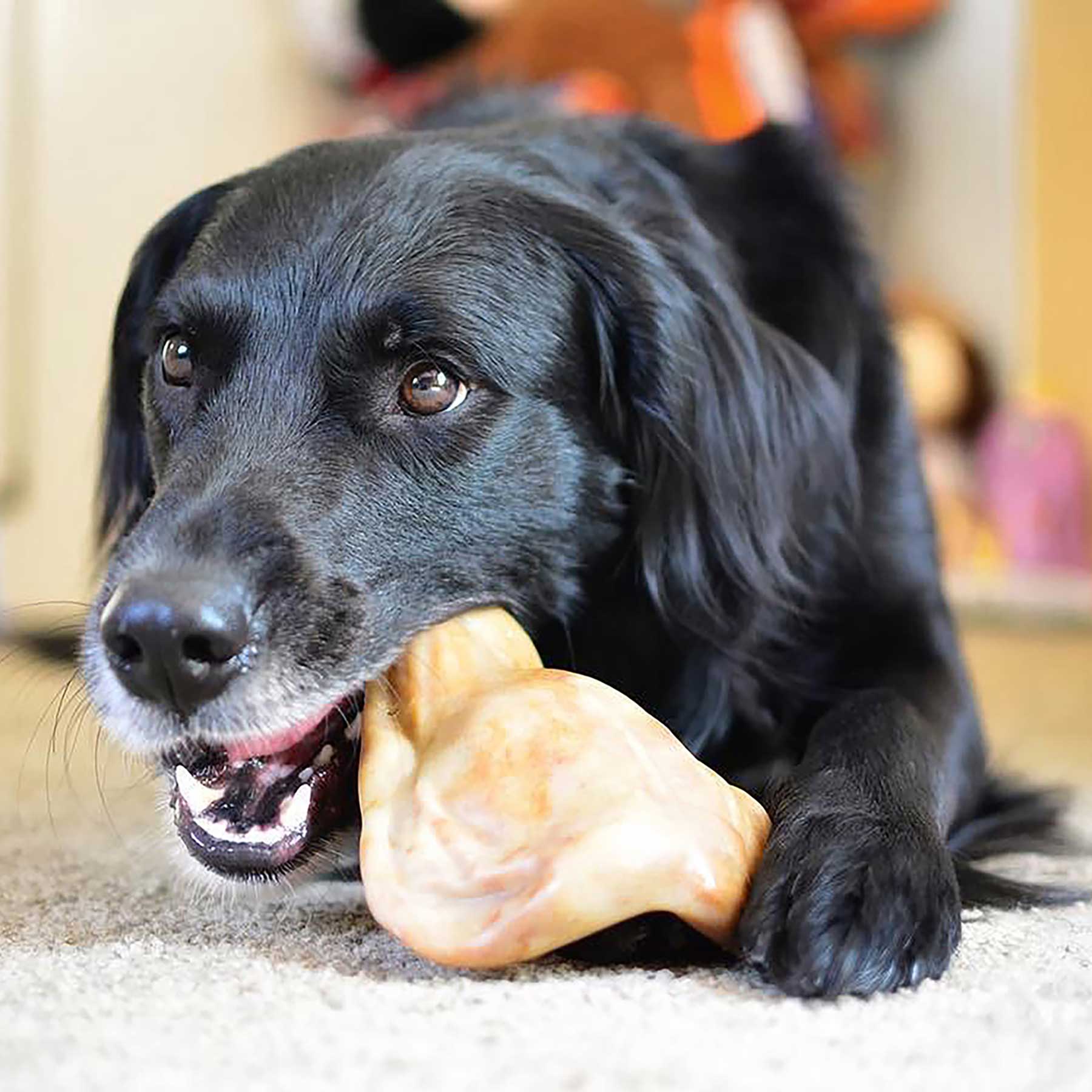 A black dog relaxes indoors, chewing diligently on a BarkBone Natural Instincts Nylon Pig Ear toy. Perfect for aggressive chewers, this product aids in dental hygiene. The dogs eyes are sharp with focus, while the background softly blurs into household items.