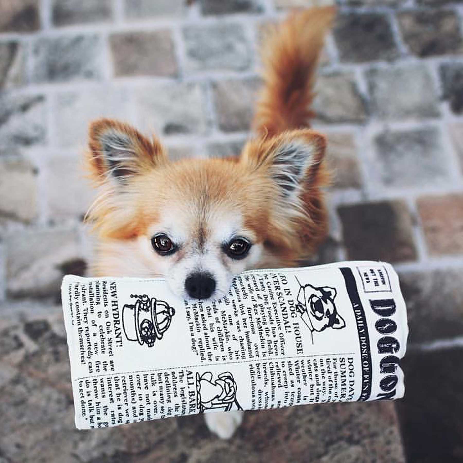 Pet Qwerks Newspaper Dog Toy – 10-Inch Plush Squeaker With Crinkle Paper For Large Breeds