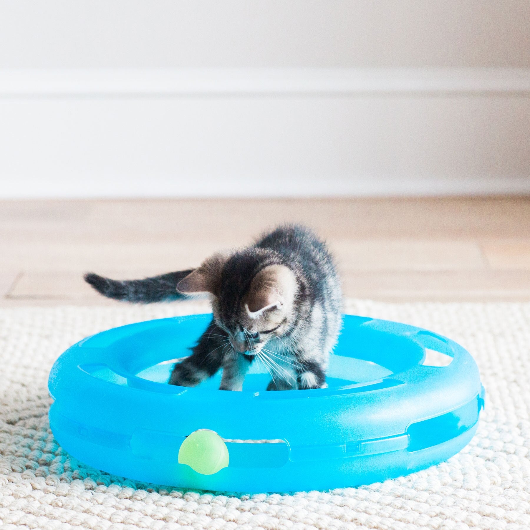 A kitten plays with the FAT CAT Crazy Circle Cat Toy from Fatcat on a beige carpet. The circular toy, featuring a green catnip ball, captivates the kittens attention. A light-colored wall with a wooden baseboard appears in the background.
