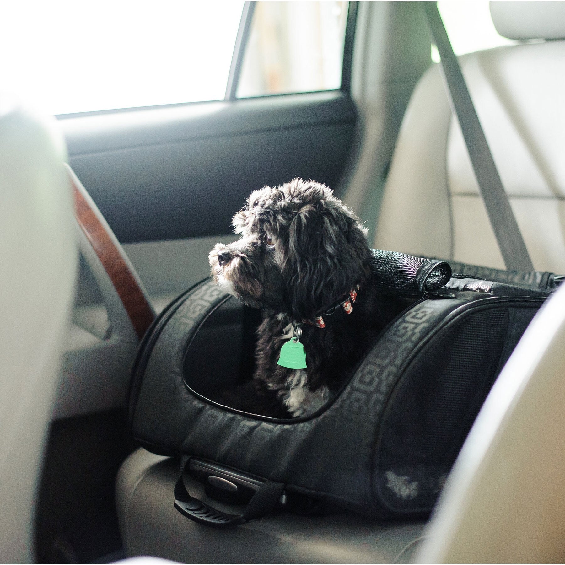 A small dog sits in a Gen7Pets Black Geometric Roller-Carrier on a light-colored cars backseat, peering out the window with a green-tagged collar.