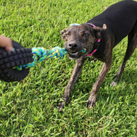 A brindle dog energetically plays tug-of-war on a grassy field, wearing a colorful collar. With exuberance, it pulls on a Pet Qwerks Jingle Ball X-Tire Tug N Toss Dog Toy by Petqwerks, showcasing its lively spirit.