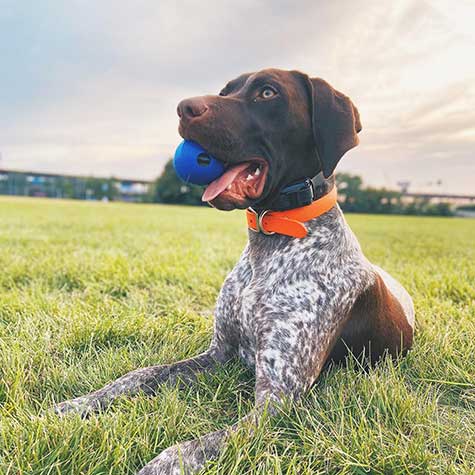 A brown and white spotted dog in an orange collar lies on the grass, holding a Chuckit! Super Crunch Ball by Chuckit in its mouth. The durable TPR ball produces a delightful crackling sound as the dog faces right against a grassy field beneath a cloudy sky.