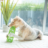 A light-furred dog chews on a green JW Hol-ee Water Bottle Dog Toy by Jw, made of non-toxic rubber, while lying on a white carpet. Near a glass door offering views of greenery outside, a potted plant enhances the cozy indoor setting.