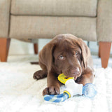 A cute brown puppy lounges on a white rug, enjoying its favorite JW Puppy Connects Teething Chew Toy by Jw. The toy is blue and yellow, while the puppy gazes upward with a beige couch in the background.