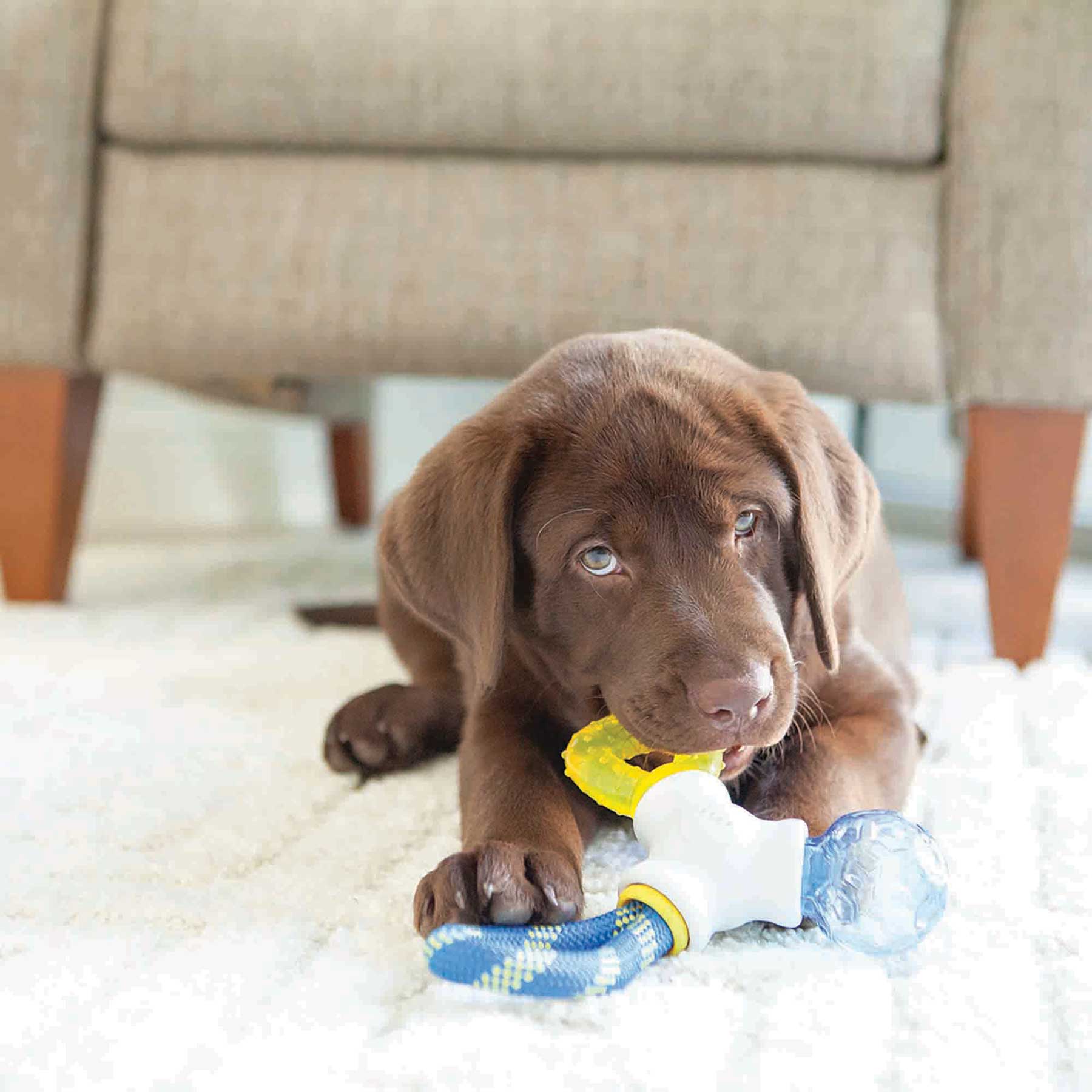 JW Puppy Connects Teething Chew Toy